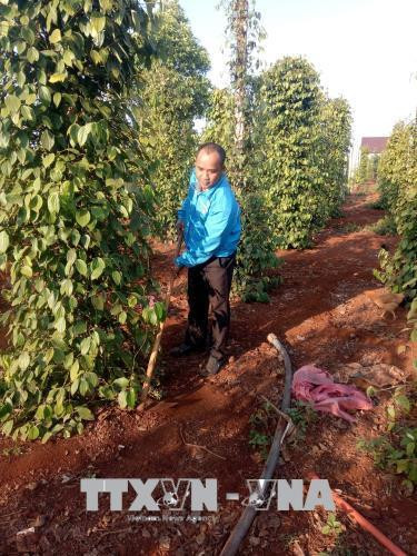A Yung chăm sóc vườn tiêu của gia đình. Ảnh: Hồng Điệp - TTXVN A Yung chăm sóc vườn tiêu của gia đình. Ảnh: Hồng Điệp - TTXVN