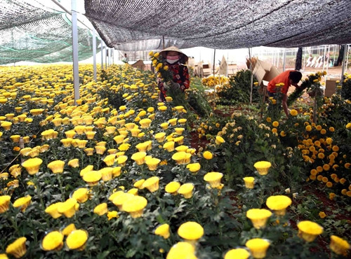 Thu hoạch hoa tại hộ nông dân Phan Ngọc Dinh. Thu hoạch hoa tại hộ nông dân Phan Ngọc Dinh.