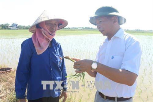 Ông Bạch Xuân Huy, Chi cục Trưởng Chi cục Trồng trọt và Bảo vệ thực vật, Sở Nông nghiệp và Phát triển nông thôn tỉnh Hà Nam hướng dẫn bà con nông dân cách bón phân khoa học để giúp cây lúa phát triển. Ảnh: Đại Nghĩa-TTXVN