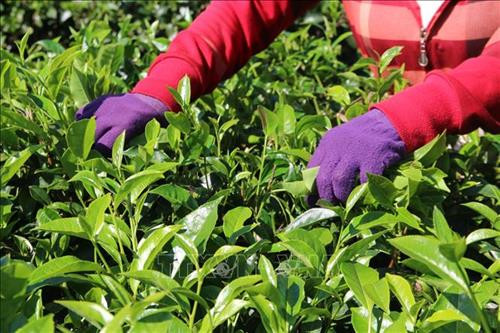 Du khách trải nghiệm hái chè. Ảnh: Hồng Điệp – TTXVN Du khách trải nghiệm hái chè. Ảnh: Hồng Điệp – TTXVN