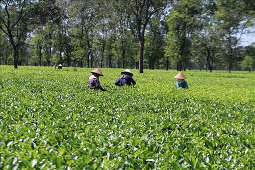 Không gian chè xanh bạt ngàn tại Biển Hồ chè Gia Lai. Ảnh: Hồng Điệp – TTXVN Không gian chè xanh bạt ngàn tại Biển Hồ chè Gia Lai. Ảnh: Hồng Điệp – TTXVN