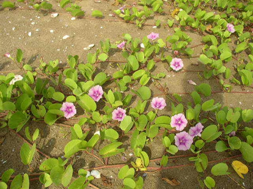 Rau muống biển và những công dụng chữa bệnh ảnh 1