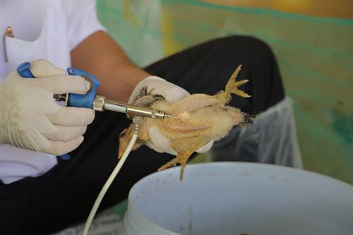 Giảm nguy cơ lây bệnh từ động vật sang người ảnh 3