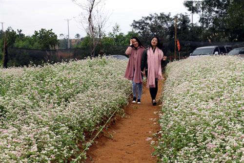 Du khách chụp ảnh trong vườn hoa. Ảnh: Bích Huệ