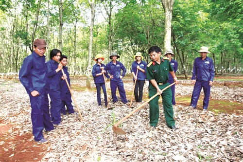 Cán bộ Công ty cao su 75, Binh đoàn 15 hướng dẫn đồng bào các dân tộc chăm sóc, nâng cao năng suất, chất lượng vườn cây