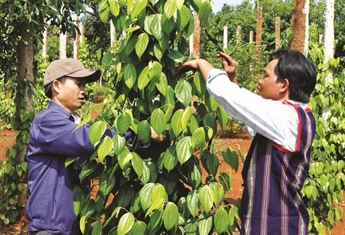 Mô hình gắn kết hộ công nhân người Kinh và người dân tộc thiểu số trong phát triển kinh tế đang phát huy hiệu quả