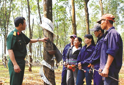 Cán bộ Binh đoàn 15 hướng dẫn công nhân người dân tộc thiểu số kỹ thuật khai thác mủ cao su