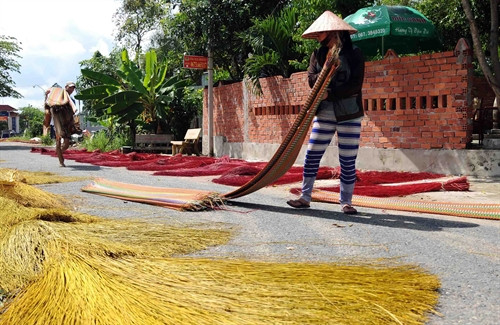 Phơi chiếu và nguyên liệu dệt chiếu tại làng nghề truyền thống Định Yên.