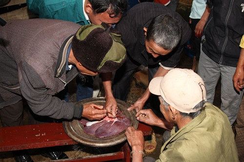 Những người già trong gia đình cùng nhau xem và bói gan lợn. Những người già trong gia đình cùng nhau xem và bói gan lợn.