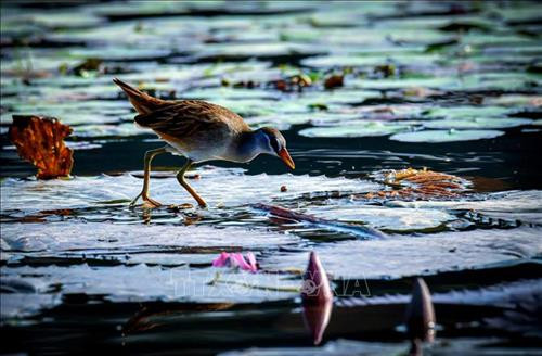 Vẻ đẹp của những loài chim nước trên đầm Vân Long.Ảnh: Minh Đức - TTXVN