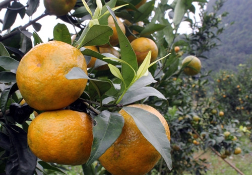 Quýt Quang Hán vị ngọt, thơm và mẫu mã đẹp, rất hợp cho mâm quả ngày tết. Quýt Quang Hán vị ngọt, thơm và mẫu mã đẹp, rất hợp cho mâm quả ngày tết.