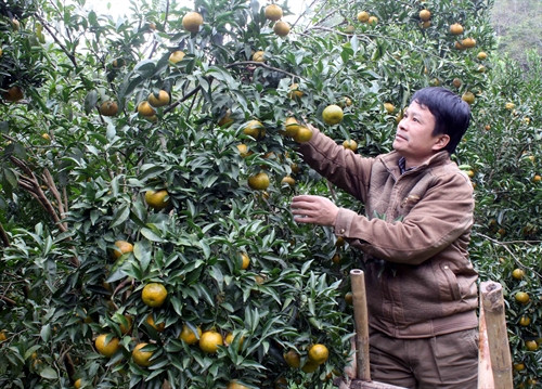 Quýt Quang Hán năm nay được mùa, người trồng phấn khởi. Quýt Quang Hán năm nay được mùa, người trồng phấn khởi.