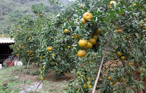 Quýt Quang Hán năm nay được mùa, người trồng phấn khởi. Quýt Quang Hán năm nay được mùa, người trồng phấn khởi.