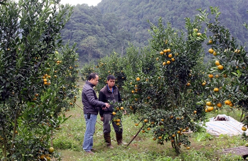 Chưa đến vụ tết nhưng nhiều thương lái đã tìm đến vườn quýt Quang Hán để đặt mua. Chưa đến vụ tết nhưng nhiều thương lái đã tìm đến vườn quýt Quang Hán để đặt mua.