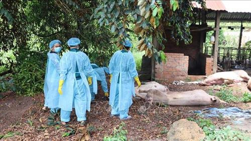 Cơ quan chức năng tiến hành tiêu hủy đàn lợn nhiễm dịch tả lợn châu Phi của gia đình ông Trần Nguyên Hứa. Ảnh: Đậu Tất Thành – TTXVN Cơ quan chức năng tiến hành tiêu hủy đàn lợn nhiễm dịch tả lợn châu Phi của gia đình ông Trần Nguyên Hứa. Ảnh: Đậu Tất Thành – TTXVN