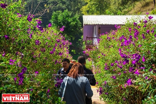 Huyền bí Ma Rừng lữ quán ảnh 3