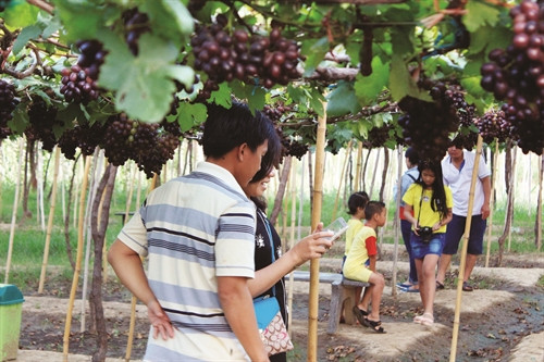 Du khách tham quan vườn nho của gia đình ông Ba Mọi. Du khách tham quan vườn nho của gia đình ông Ba Mọi.