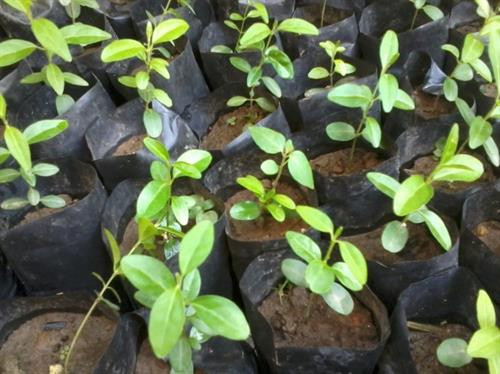 Dây thìa canh rất tốt cho người bệnh tiểu đường. Ảnh: vietq.vn Dây thìa canh rất tốt cho người bệnh tiểu đường. Ảnh: vietq.vn