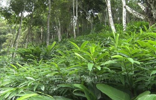 Cây sa nhân tím trồng thử nghiệm dưới tán rừng tại xã Nậm Lạnh, huyện Sốp Cộp (Sơn La). Ảnh: Nguyễn Hồng Cường Cây sa nhân tím trồng thử nghiệm dưới tán rừng tại xã Nậm Lạnh, huyện Sốp Cộp (Sơn La). Ảnh: Nguyễn Hồng Cường