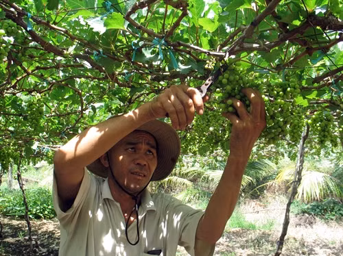 Người dân thị trấn Khánh Hải, huyện Ninh Hải cắt bỏ toàn bộ trái nho để dưỡng cây.