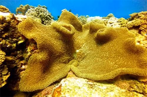 Một rạn san hô vàng rực trong quần thể khu bảo tồn.