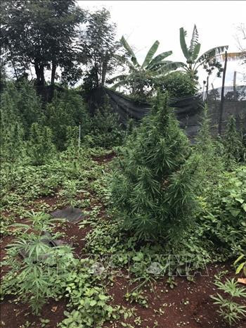 Cây cần sa được trồng tại vườn đối tượng Khoa. Ảnh: Hồng Điệp – TTXVN