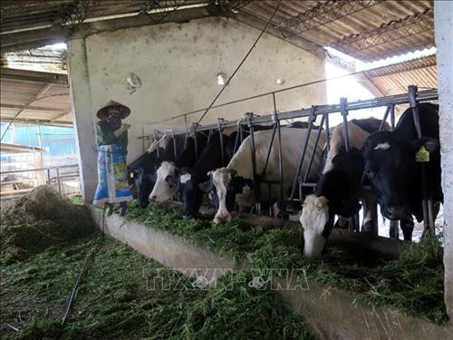 Ngô sinh khối là thức ăn chính cho đàn bò sữa tại huyện Mộc Châu. Ảnh: Hữu Quyết - TTXVN Ngô sinh khối là thức ăn chính cho đàn bò sữa tại huyện Mộc Châu. Ảnh: Hữu Quyết - TTXVN