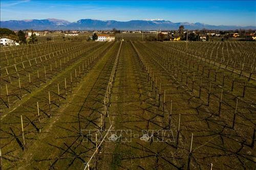 Vùng đồi nho Prosecco của Italy và cung điện Khan của Azerbaijan được công nhận là Di sản thế giới ảnh 2  Vùng đồi nho Prosecco của Italy và cung điện Khan của Azerbaijan được công nhận là Di sản thế giới ảnh 2