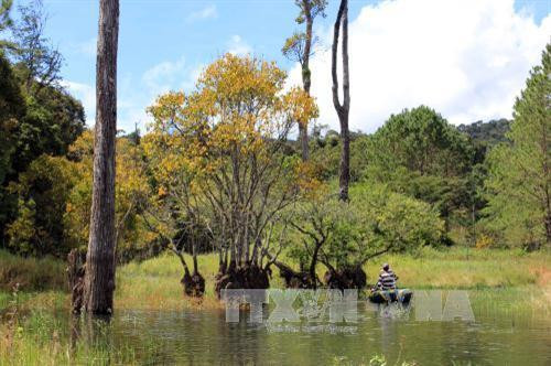 Rừng lá phong đỏ ở Đà Lạt (Lâm Đồng). Ảnh: Phạm Kha – TTXVN Rừng lá phong đỏ ở Đà Lạt (Lâm Đồng). Ảnh: Phạm Kha – TTXVN