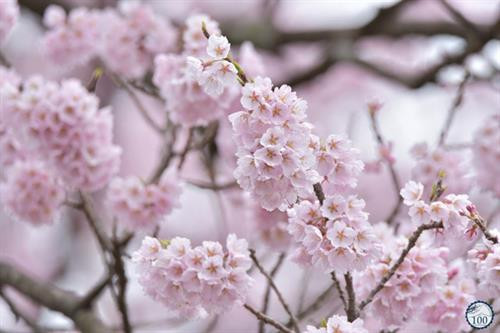 Hoa vẫn nở hoa vào mùa xuân.