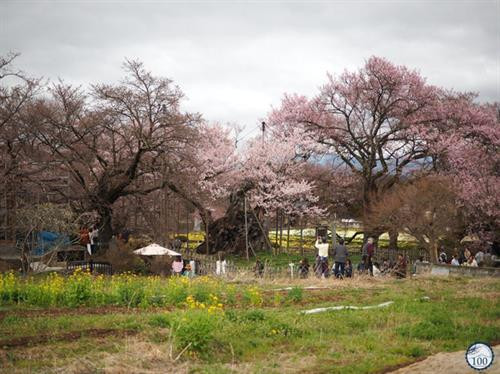 Cây anh đào Jindai Zakura cổ nhất thế giới, ít nhất 1800 năm tuổi.
