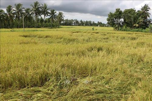 Lúa Hè Thu bị đổ ngã do mưa lớn tại huyện Vị Thủy. Ảnh: Duy Khương - TTXVN