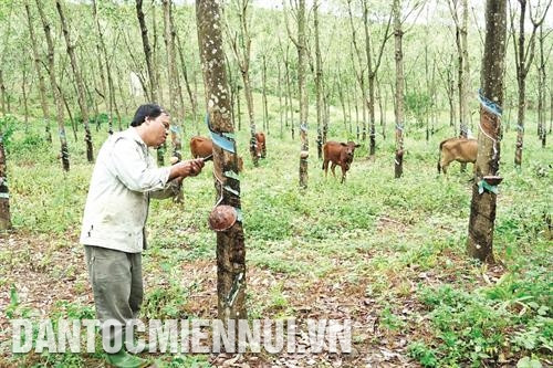 Trồng khổ qua (mướp đắng) góp phần tăng hiệu quả kinh tế, từng bước thay đổi tập quán canh tác của đồng bào dân tộc ở xã La Ngâu, huyện Tánh Linh. Nhiều hộ đồng bào K'ho ở xã La Ngâu, huyện Tánh Linh đã tổ chức liên kết trồng bắp (ngô) cho năng suất cao, mang lại hiệu quả kinh tế. Cao su là cây trồng chủ lực trong huyện, góp phần giải quyết việc làm, tăng thu nhập cho hàng nghìn lao động ở nông thôn, miền núi.