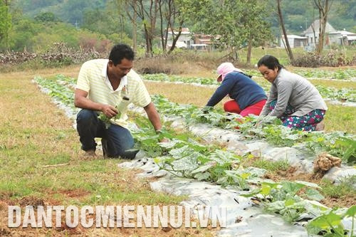 Không dừng lại ở cây lúa, một số loại cây trồng khác cũng được Tánh Linh kêu gọi đầu tư, liên kết sản xuất. Trong ảnh: Đồng bào K'ho chăm sóc ruộng bí xanh.