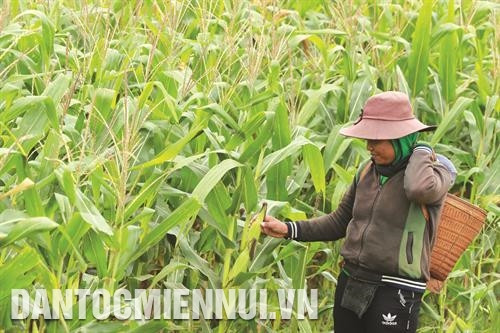 Trồng khổ qua (mướp đắng) góp phần tăng hiệu quả kinh tế, từng bước thay đổi tập quán canh tác của đồng bào dân tộc ở xã La Ngâu, huyện Tánh Linh. Nhiều hộ đồng bào K'ho ở xã La Ngâu, huyện Tánh Linh đã tổ chức liên kết trồng bắp (ngô) cho năng suất cao, mang lại hiệu quả kinh tế. Cao su là cây trồng chủ lực trong huyện, góp phần giải quyết việc làm, tăng thu nhập cho hàng nghìn lao động ở nông thôn, miền núi.