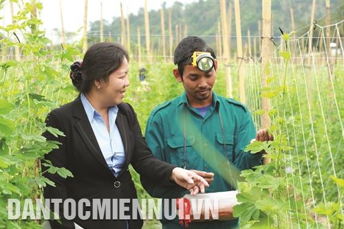 Cán bộ nông nghiệp huyện Tánh Linh hướng dẫn đồng bào K'ho kỹ thuật thụ phấn cây trồng.