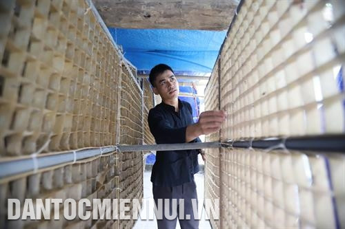 Tại vùng biên giới xa xôi còn nhiều khó khăn của huyện Bảo Lạc (Cao Bằng), đồng bào dân tộc vốn chỉ quen với trồng lúa, ngô nhưng anh Nông Văn Hoàn lại biết làm giàu bằng nghề trồng dâu, nuôi tằm. Ảnh: An Thành Đạt