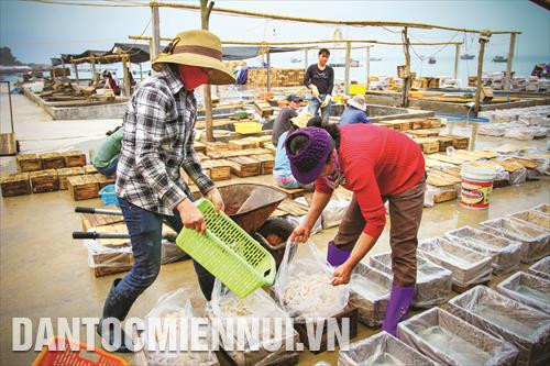 Mùa sứa tại vùng biển huyện Cô Tô kéo dài khoảng 3 tháng, đem lại thu nhập cho người lao động tại các xưởng chế biến từ 10 - 20 triệu đồng/người Mùa sứa tại vùng biển huyện Cô Tô kéo dài khoảng 3 tháng, đem lại thu nhập cho người lao động tại các xưởng chế biến từ 10 - 20 triệu đồng/người