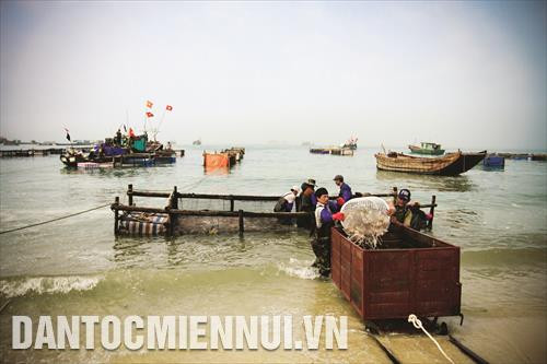 Thủy hải sản được vận chuyển từ tàu thuyền của ngư dân lên các điểm thu mua, chế biến ở huyện đảo Cô Tô Thủy hải sản được vận chuyển từ tàu thuyền của ngư dân lên các điểm thu mua, chế biến ở huyện đảo Cô Tô