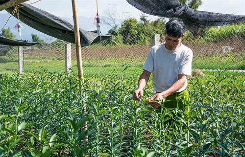 Người dân xã Thanh Hưng chăm sóc vườn hoa ly bán Tết. Ảnh: Xuân Tư - TTXVN Người dân xã Thanh Hưng chăm sóc vườn hoa ly bán Tết. Ảnh: Xuân Tư - TTXVN