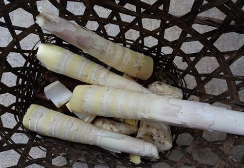 Những ngày này người Khơ Mú ở xã vùng cao Bảo Thắng, Kỳ Sơn (Nghệ An) rủ nhau vào rừng hái măng luồng để chế biến món măng trộn tro bếp. Ảnh: Lữ Phú Đây là loại măng có vị ngọt và có màu sáng hơn các loại măng khác. Để hái được măng người dân phải mất cả nửa ngày... Ảnh: Lữ Phú Quy trình chế biến biến món ăn này cũng khá công phu. Ảnh: Lữ Phú Sau khi rửa sạch, người dân cắt nhỏ măng thành từng miếng, sau đó ngâm nước 1 đến 2 ngày, cho măng có vị chua và giảm vị hăng của măng, sau đó đến công đoạn trộn với tro bếp. Ảnh: Lữ Phú Đây là công đoạn quan trọng nhất để tạo hương vị cho món ăn, cũng là cách bảo quản măng hữu hiệu, loại tro dùng để trộn phải là tro mun mới đun, còn ở trong bếp lửa. Ảnh: Lữ Phú Sau khi trộn tro được 10 phút, măng rửa sạch, đập nát và thái thành từng miếng nhỏ. Ảnh: Lữ Phú Chị Xeo Thị Bún, bản Cha Ka 1, xã Bảo Thắng cho biết: Măng sau khi được ngâm nước và trộn tro bếp thì có thể chế biến được rất nhiều món ăn, có thể xào với nhiều loại thịt khác nhau, cũng có thể nấu canh. Trong ảnh là món măng xào thịt bò. Ảnh: Lữ Phú Cũng có thể nấu canh với tro của lá sả sau khi đốt cháy. Ảnh: Lữ Phú Với tập quán du canh du cư trước đây của đồng bào Khơ Mú thì việc bảo quản và dự trữ thức ăn gặp rất nhiều khó khăn. Tuy nhiên đồng bào đã biết sử dụng phương pháp hun khói, thịt phơi gác bếp hay là măng trộn tro bếp để bảo quản thực phẩm được lâu dài qua mùa sản xuất nương rẫy. Trước đây khi nguồn thực phẩm còn khan hiếm, thì món măng trộn tro bếp là nguồn thực phẩm chính giúp đồng bào vượt qua đói khát vào mùa giáp hạt. . Ảnh: Lữ Phú Những ngày này người Khơ Mú ở xã vùng cao Bảo Thắng, Kỳ Sơn (Nghệ An) rủ nhau vào rừng hái măng luồng để chế biến món măng trộn tro bếp. Ảnh: Lữ Phú Đây là loại măng có vị ngọt và có màu sáng hơn các loại măng khác. Để hái được măng người dân phải mất cả nửa ngày... Ảnh: Lữ Phú Quy trình chế biến biến món ăn này cũng khá công phu. Ảnh: Lữ Phú Sau khi rửa sạch, người dân cắt nhỏ măng thành từng miếng, sau đó ngâm nước 1 đến 2 ngày, cho măng có vị chua và giảm vị hăng của măng, sau đó đến công đoạn trộn với tro bếp. Ảnh: Lữ Phú Đây là công đoạn quan trọng nhất để tạo hương vị cho món ăn, cũng là cách bảo quản măng hữu hiệu, loại tro dùng để trộn phải là tro mun mới đun, còn ở trong bếp lửa. Ảnh: Lữ Phú Sau khi trộn tro được 10 phút, măng rửa sạch, đập nát và thái thành từng miếng nhỏ. Ảnh: Lữ Phú Chị Xeo Thị Bún, bản Cha Ka 1, xã Bảo Thắng cho biết: Măng sau khi được ngâm nước và trộn tro bếp thì có thể chế biến được rất nhiều món ăn, có thể xào với nhiều loại thịt khác nhau, cũng có thể nấu canh. Trong ảnh là món măng xào thịt bò. Ảnh: Lữ Phú Cũng có thể nấu canh với tro của lá sả sau khi đốt cháy. Ảnh: Lữ Phú Với tập quán du canh du cư trước đây của đồng bào Khơ Mú thì việc bảo quản và dự trữ thức ăn gặp rất nhiều khó khăn. Tuy nhiên đồng bào đã biết sử dụng phương pháp hun khói, thịt phơi gác bếp hay là măng trộn tro bếp để bảo quản thực phẩm được lâu dài qua mùa sản xuất nương rẫy. Trước đây khi nguồn thực phẩm còn khan hiếm, thì món măng trộn tro bếp là nguồn thực phẩm chính giúp đồng bào vượt qua đói khát vào mùa giáp hạt. . Ảnh: Lữ Phú