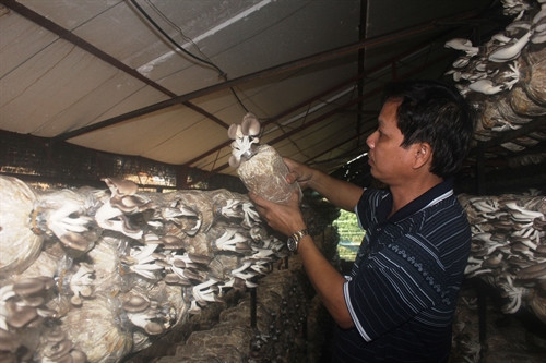 Nhiều trang trại trống nấm đã chọn cách trồng xen canh nấm bào ngư với mục đích lấy ngắn nuôi dài. Nhiều trang trại trống nấm đã chọn cách trồng xen canh nấm bào ngư với mục đích lấy ngắn nuôi dài.