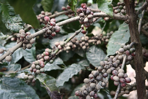 Hàng ngàn héc-ta hoa màu ở Đắk Lắk mất trắng sau lũ ảnh 3 Hàng ngàn héc-ta hoa màu ở Đắk Lắk mất trắng sau lũ ảnh 3