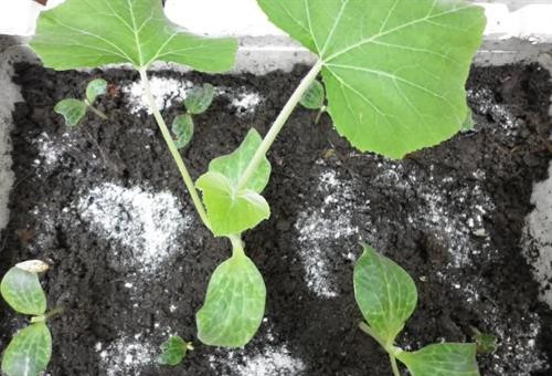 Hạt giống bí ngô gieo trực tiếp