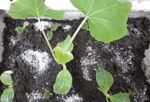 Hạt giống bí ngô gieo trực tiếp