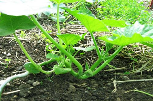 Cây bí ngô trong giai đoạn sinh trưởng