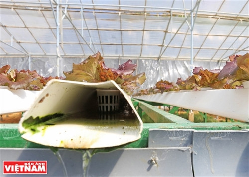 Cây rau đặt trên ống thủy canh