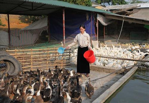 Mô hình chăn nuôi theo hộ gia đình thuộc mô hình dân vận giúp nhau cùng phát triển kinh tế tại bản Pá Kim xã Trung đồng, huyện Tân Uyên. Đây là một trong những mô hình giúp người dân ổn định cuộc sống, thoát nghèo vươn lên làm giàu. Ảnh: Quý Trung – TTXVN Mô hình chăn nuôi theo hộ gia đình thuộc mô hình dân vận giúp nhau cùng phát triển kinh tế tại bản Pá Kim xã Trung đồng, huyện Tân Uyên. Đây là một trong những mô hình giúp người dân ổn định cuộc sống, thoát nghèo vươn lên làm giàu. Ảnh: Quý Trung – TTXVN