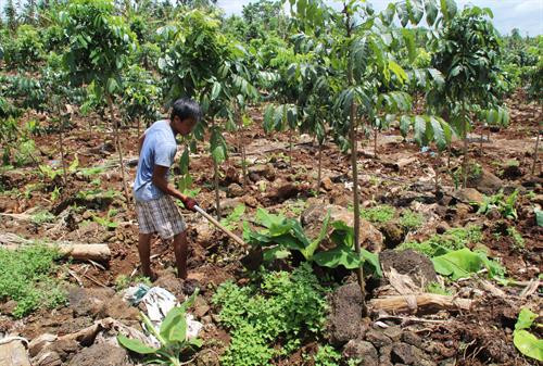 Trồng xem cây chuối già hương cấy mô trên diện tích trồng cọc tiêu mới để tăng thêm thu nhập. Ảnh: Lê Xuân-TTXVN Trồng xem cây chuối già hương cấy mô trên diện tích trồng cọc tiêu mới để tăng thêm thu nhập. Ảnh: Lê Xuân-TTXVN