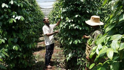 Nông dân Gia Lai đi đầu trong phong trào trồng tiêu sạch. Ảnh: Hồng Điệp - TTXVN Nông dân Gia Lai đi đầu trong phong trào trồng tiêu sạch. Ảnh: Hồng Điệp - TTXVN
